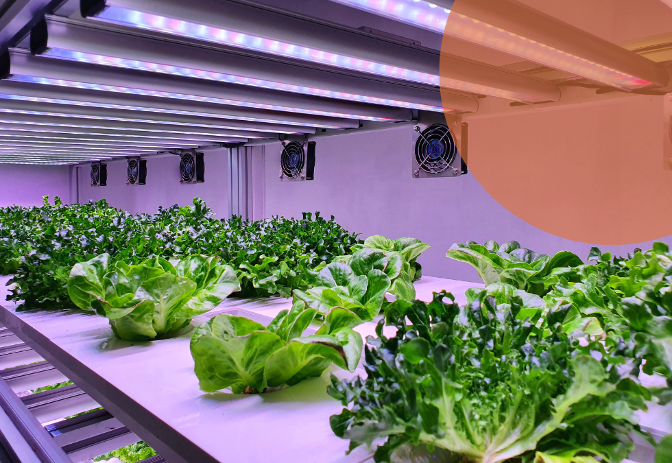 La Revolución de la Agricultura Vertical: Transformando el Cultivo de Alimentos