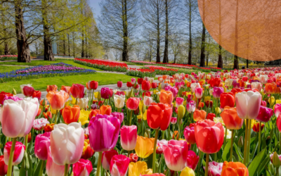 La burbuja de los tulipanes fue de las primeras en la historia