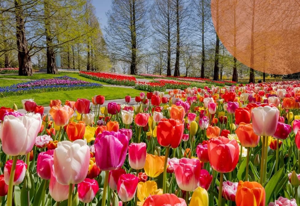 La burbuja de los tulipanes fue de las primeras en la historia