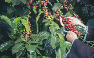 Café el principal producto exportable en Guatemala
