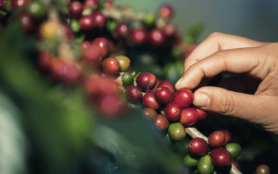 Bono cafetalero fortalece la producción de café en Honduras