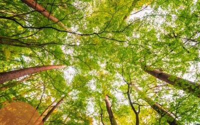&iquest;Cu&aacute;ndo se celebra el D&iacute;a Internacional de los Bosques?