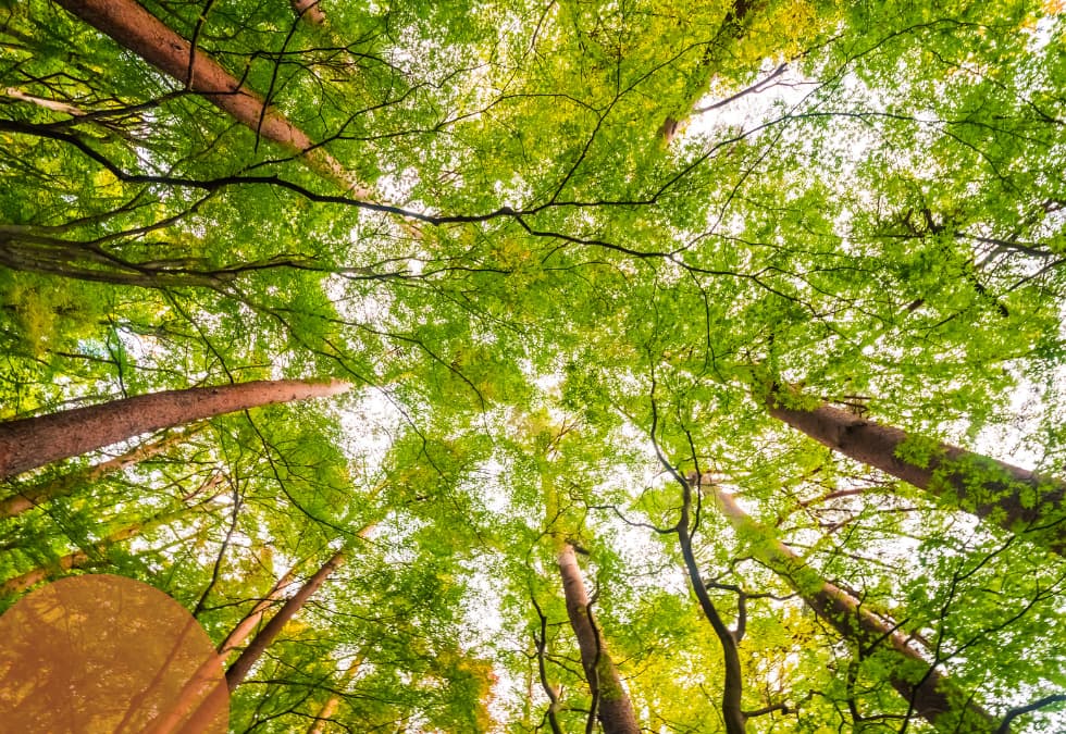 &iquest;Cu&aacute;ndo se celebra el D&iacute;a Internacional de los Bosques?